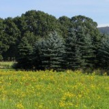 0409F 18 Teutoburger Wald